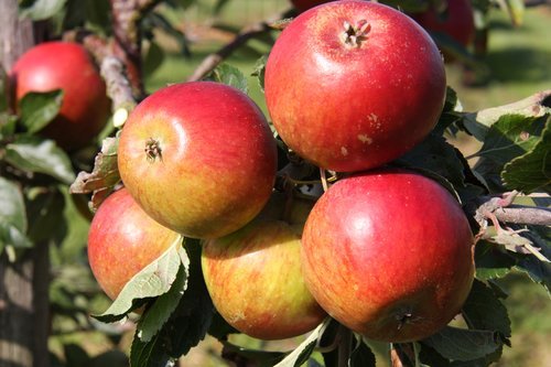 Apple Cox Self Fertile MM106 12 Litre