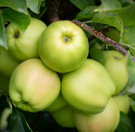 Apple Golden Delicious MM106 FT 12 Litre