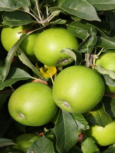 Apple Granny Smith MM106 12 Litre