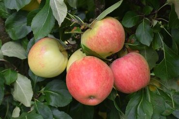 Apple James Grieve M26 12 Litre