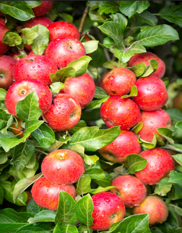 Apple Red Windsor MM106 12 Litre