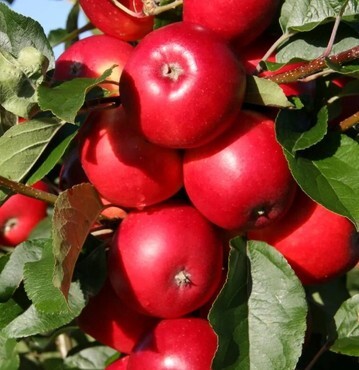 Apple Scrumptious MM106 12 Litre