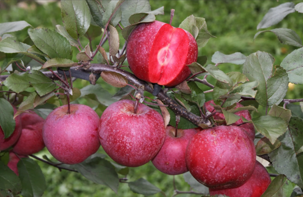 Apple Tickled Pink M27 11 5 Litre Stewarts Garden Centre