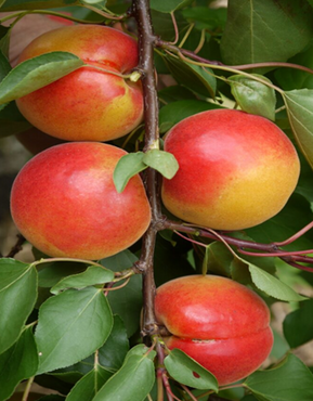 Apricot Pink Marry St. Julien A 12 Litre - image 1