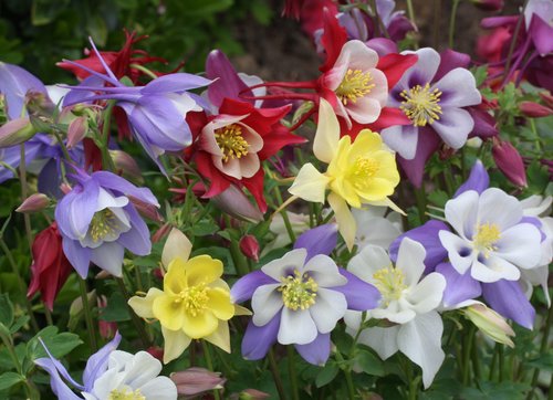 Aquilegia Swan Series Mixed Colours 1 Litre