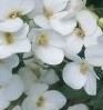 Arabis White Six Pack