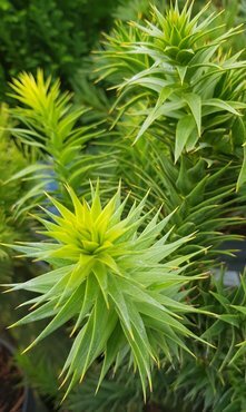 Araucaria Araucana (Monkey Puzzle) 1 Litre