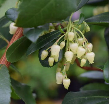 Arbutus unedo 10 Litre