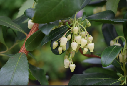 Arbutus unedo 'Compacta' 3 Litre