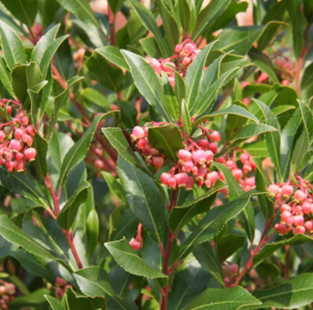 Arbutus Unedo Rubra 3 Litre