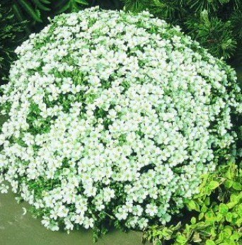 Arenaria Montana 2 Litre