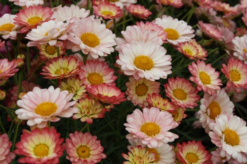 Argyranthemum Aramis Apricot 2 Lire