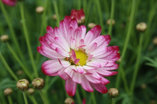 Argyranthemum Aramis Bicolor Rose 2 Litre - image 2