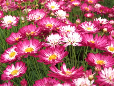 Argyranthemum Aramis Bicolor Rose 2 Litre - image 1