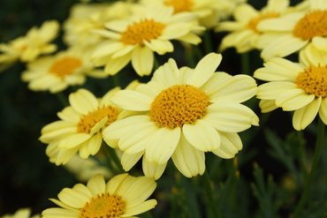 Argyranthemum Aramis Yellow 2 Litre