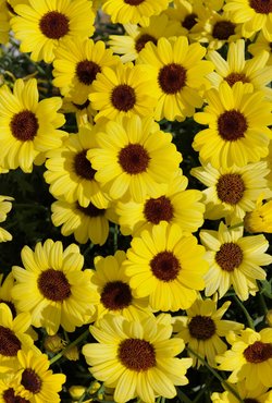 Argyranthemum Grandaisy Bright Yellow Plug