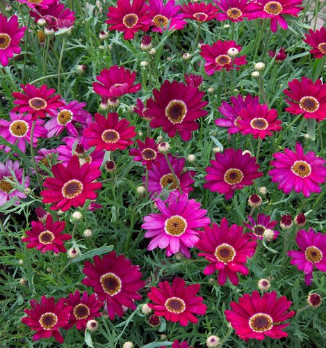 Argyranthemum Grandaisy Deep Red Plug