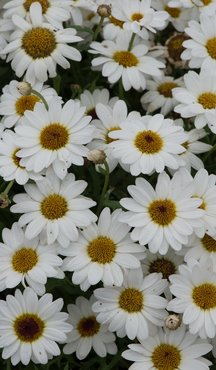 Argyranthemum Grandaisy Ivory White Plug