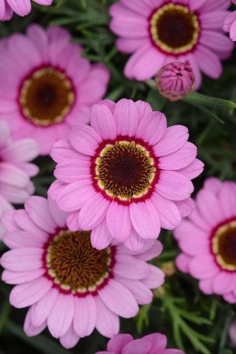 Argyranthemum Grandaisy Pink Halo Plug