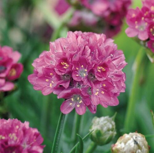 Armeria Abbey Deep Rose 2 Litre