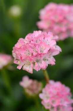 Armeria Daydream 2 Litre