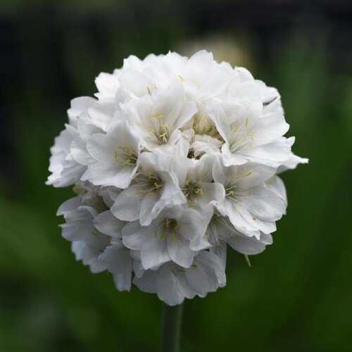 Armeria Dreameria Dream Clouds 2 Litre