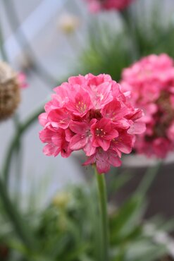 Armeria Dreamland 2 Litre