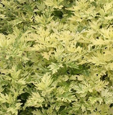 Artemesia Oriental Limelight 11cm