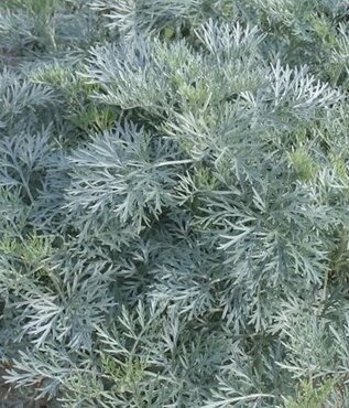 Artemisia 'Powis Castle' 2 Litre