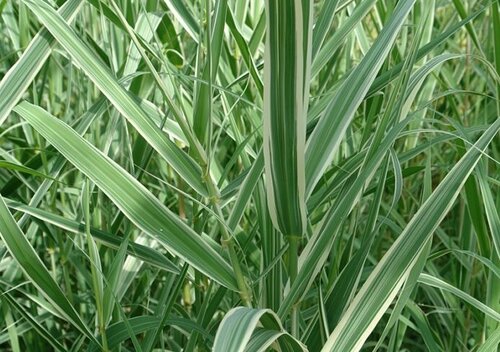 Arundo Donax Ely 5 Litre