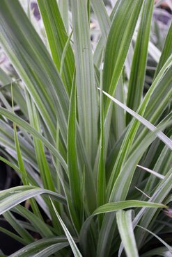 Astelia 'Silver Shadow' 3 Litre