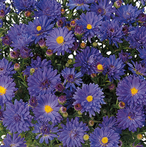 Aster Alpha Dark Purple Space 2 Litre