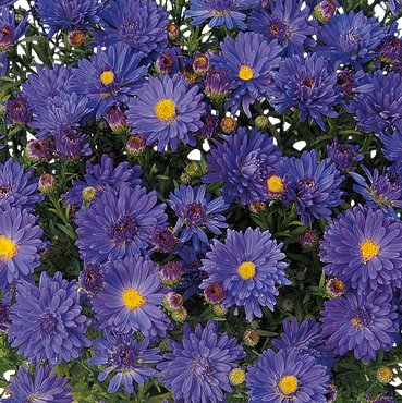 Aster Alpha Dark Purple Space 2 Litre