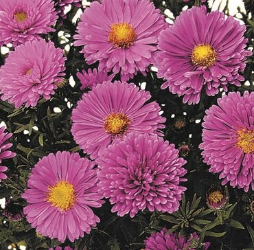 Aster Alpha Light Pink 2 Litre