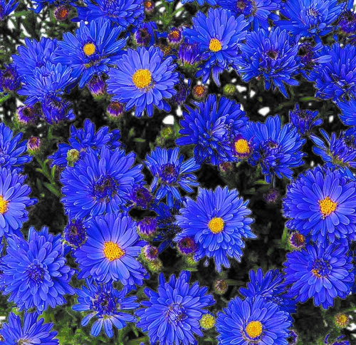 Aster Azurit 2 Litre