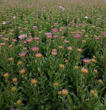 Aster Berggarten 3 Litre