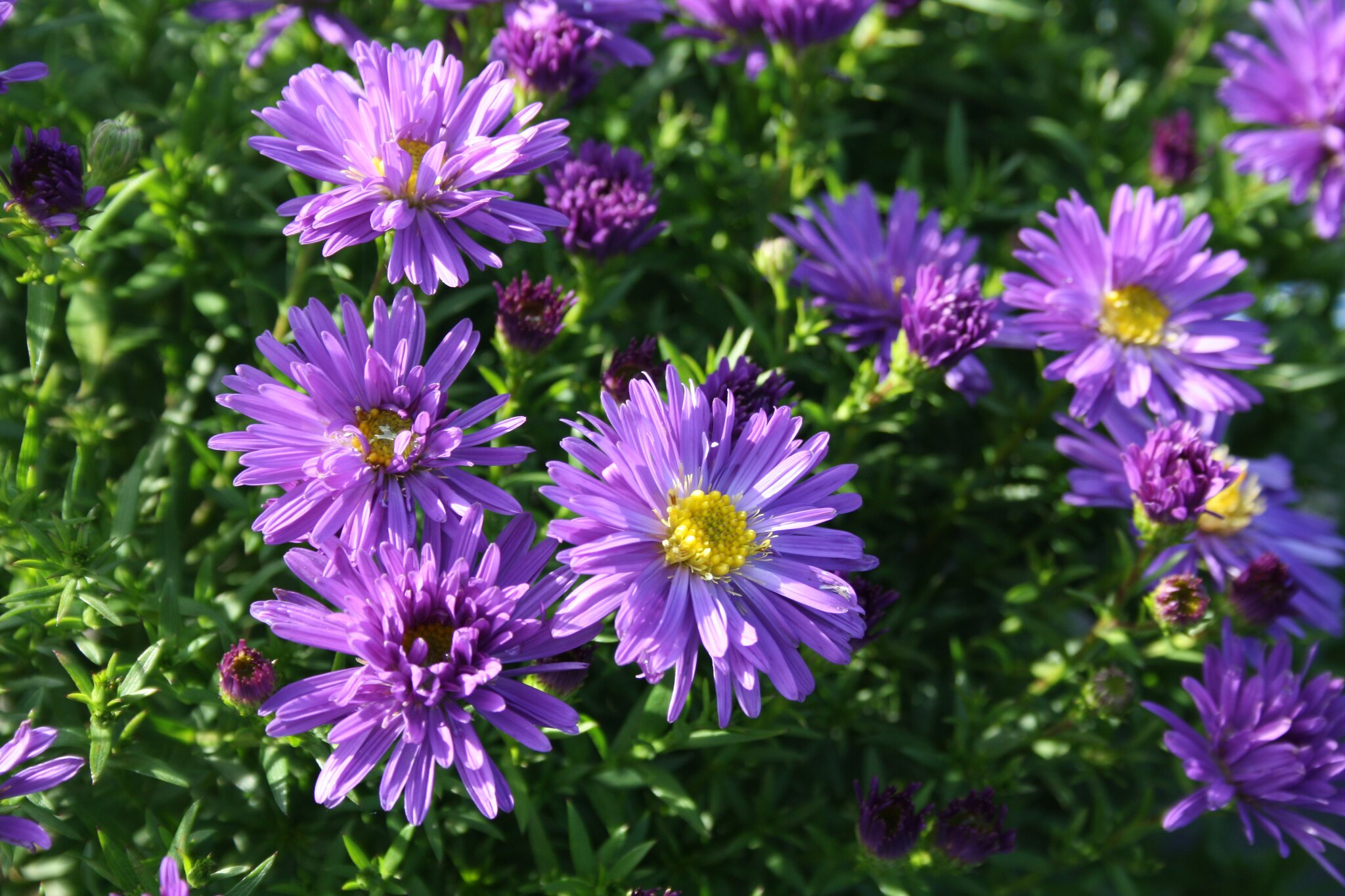 Aster Blue Lapis 2 Litre - Stewarts Garden Centre