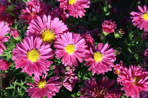 Aster Dumosus Granat 3 Litre