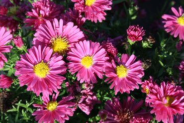 Aster Dumosus Granat 3 Litre