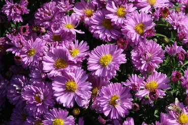 Aster Dumosus Rose Crystal 3 Litre