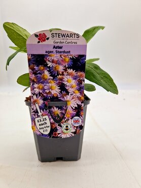 Aster Stardust 9cm