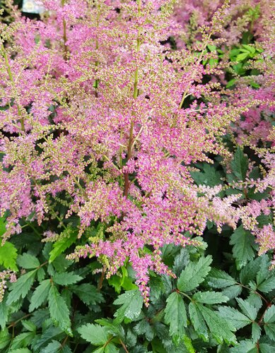 Astilbe Freya 3 Litre