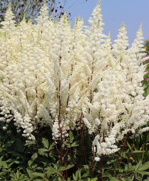 Astilbe Happy Spirit 3 Litre