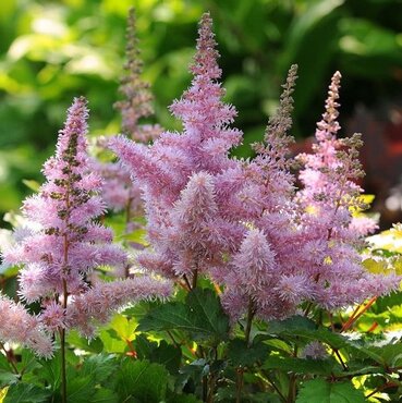 Astilbe Heart & Soul 5 Litre