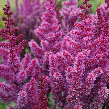 Astilbe Purple Rain 3 Litre