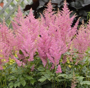 Astilbe Spotlight 3 Litre