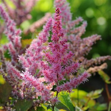 Astilbe To Have & To Hold 3 Litre