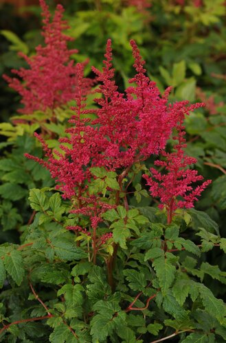 Astilbe Younique Carmine 2 Litre