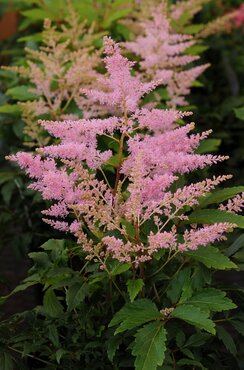 Astilbe Younique Silver Pink 2 Litre