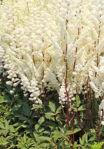 Astilbe Younique White 2 Litre